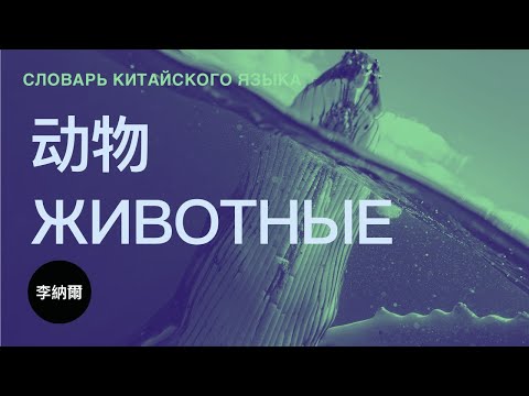 Видео: Китайский язык для начинающих. Животные на китайском