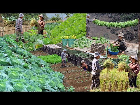 Видео: Целых 120 дней от крошечного семени до богатого урожая | Посадка, выращивание и сбор урожая