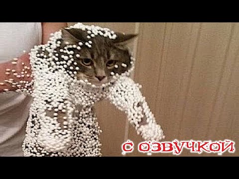 Видео: Приколы с котами! - СМЕШНОЕ ВИДЕО С КОТАМИ! С ОЗВУЧКОЙ! Смешные животные!