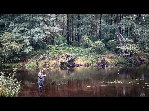 Видео: Унікальна Осіння ловля багатьох Видів Риб на Попла-Поппер.Річка Уж