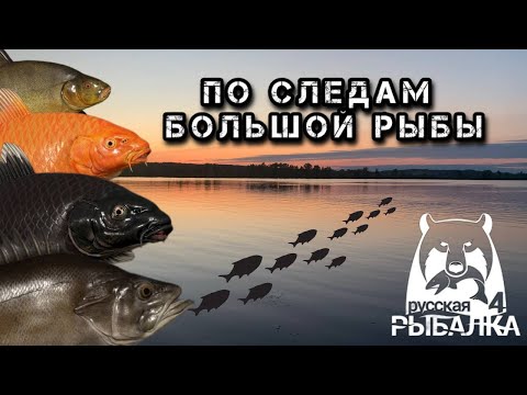 Видео: По следам большой рыбы | Стрим Русская Рыбалка 4 | РР4 | Норвежское море