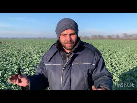 Видео: Озимый рапс, как мы заходим в зиму 2023. 24.12.22