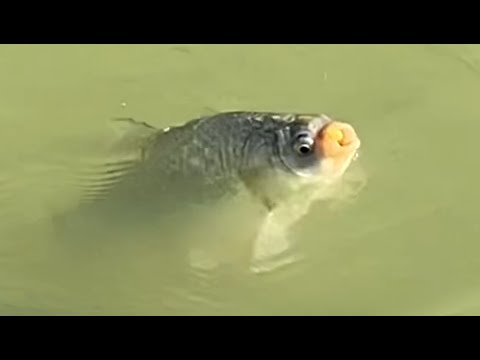 Видео: Карась на мелководной речке.