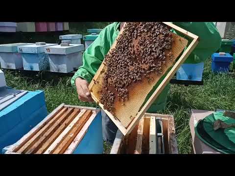 Видео: Дуже простий і легкий спосіб об'єднання двох бджолосімей.Частина 1