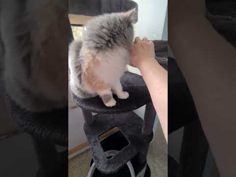 Видео: Кто желает мне помочь .Наш PayPalesterizabella1@gmail.com