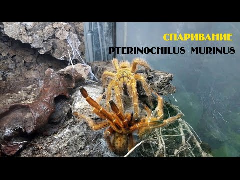 Видео: Спаривание бешеных апельсинов / Pterinochilus murinus RCF mating