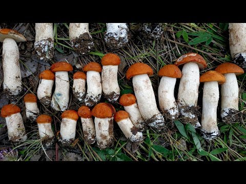 Видео: СЛАБОНЕРВНЫМ НЕ СМОТРЕТЬ! ГРИБЫ ПОДОСИНОВИКИ!