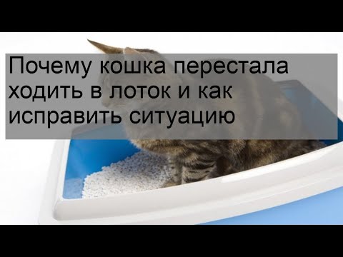 Видео: Почему кошка перестала ходить в лоток и как исправить ситуацию