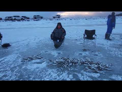 Видео: Камчатка Усть-Камчатск декабрь 2023 корюшка