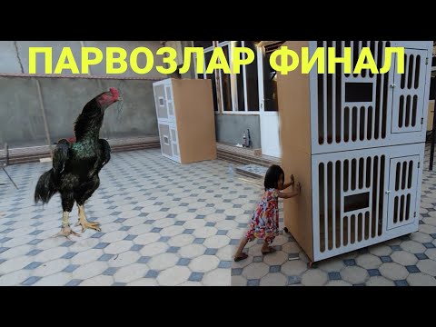 Видео: ПАРВОЗЛАР БУГУН ФИНАЛ/ХАММА КУРСИН(FERVIT-B)