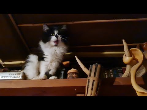 Видео: Прогулка по деревне, пушистая проныра и вечер у печки