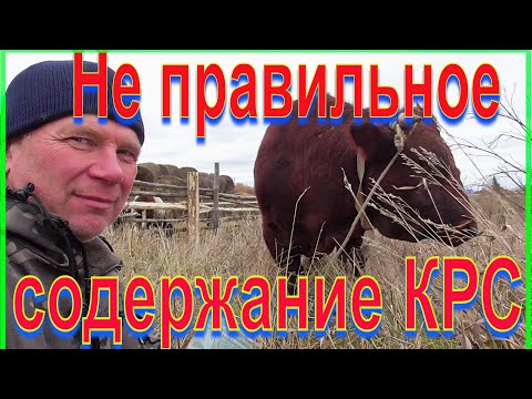 Видео: Как деревня издевается коровы зимой стоят в тёплом помещении