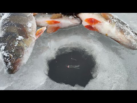 Видео: Маленький РВАЧ Наказує ПАСИВНИХ ОКУНІВ, Ловля окуня на балансир, Горбачі