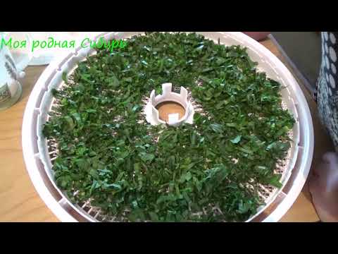 Видео: Сушу траву в электросушилке, делаю приправы и чай.
