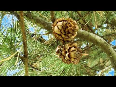 Видео: Чёрная смородина   группа 'Яхонт'