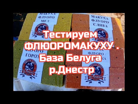 Видео: Тестируем флюоромакуху с новыми POP - UP. База Белуга р . Днестр .
