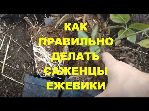 Видео: Как правильно делать саженцы ежевики