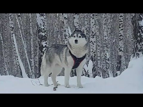 Видео: Морозный Старый Новый год 🐺🐺🌲#huskyidel #сибирскийхаски #челябинск