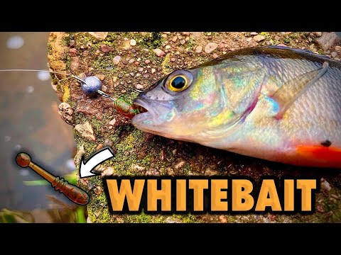 Видео: Ультралайт перед первым льдом. Ловим окуней на Вайтбэйт поздней осенью