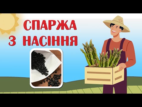 Видео: Як виростити спаржу з насіння. Простий, перевірений спосіб.