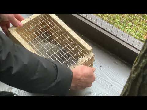 Видео: Покупка белок и запуск в вольер Страх и ужас