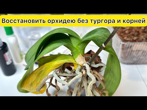 Видео: Восстановить орхидею БЕЗ ТУРГОРА листьев и с маленькими КОРНЯМИ