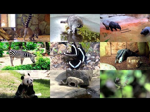 Видео: Черно-белые животные на английском языке для детей (с видео)