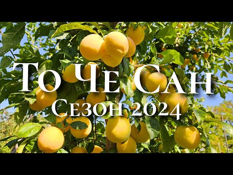 Видео: Слива То Че Сан. Сезон 2024 року.