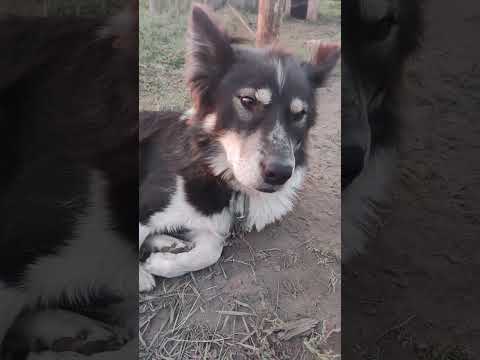 Видео: #Собакен #Аргыс