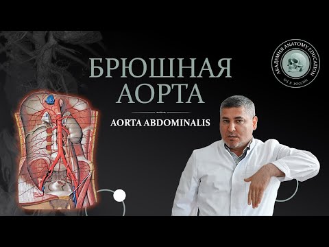 Видео: Брюшная аорта. Чревный ствол / Celiac trunk