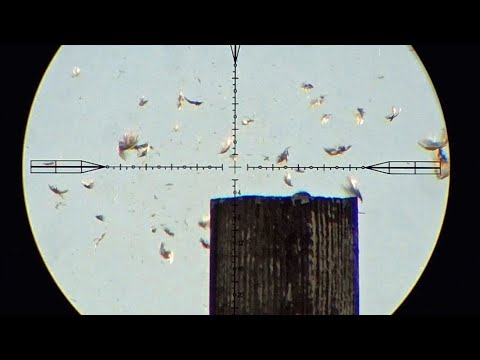 Видео: Супер-потрясающая феерия Smack-Down Starling для выборов