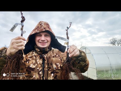Видео: Зимняя высадка саженцев винограда