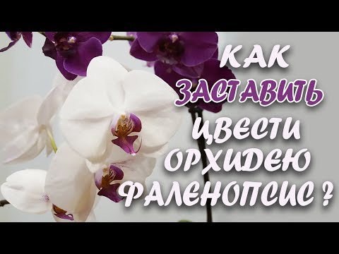 Видео: Как заставить цвести орхидею?//Цитокининовая паста