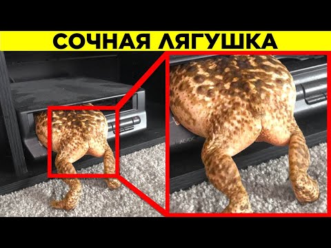 Видео: Неловкие Моменты Для Животных