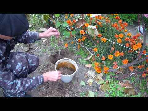 Видео: Размножение винограда отводкой. Результат через ДВА месяца.