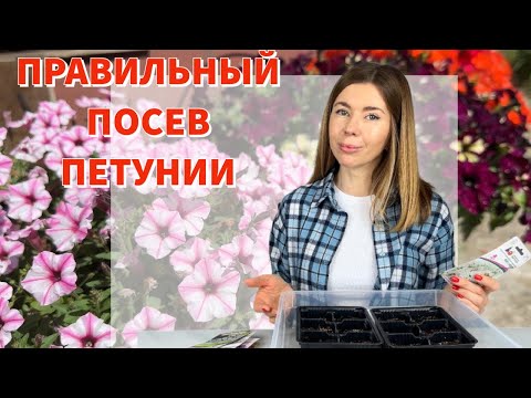 Видео: Эти петунии сею раньше остальных. Проверенный годами способ посева