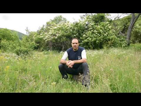 Видео: Кратък пътеводител на дивите ядливи растения - въведение