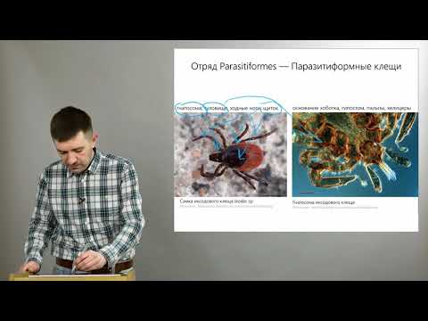 Видео: Зоология беспозвоночных. Хелицеровые (Часть 2 — пауки и иксодовые клещи)