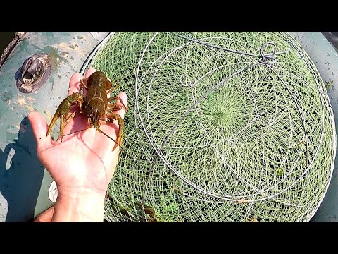 Видео: КАК просто НАЛОВИТЬ МНОГО РАКОВ на РАКОЛОВКУ. ЛОВЛЯ РАКОВ на РАЗНЫЕ ПРИМАНКИ. ГДЕ ловить РАКОВ.