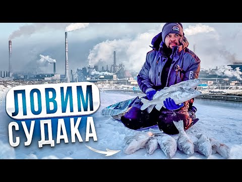 Видео: Жерлицы стреляют одна за одной. Ловим судака на водохранилище!