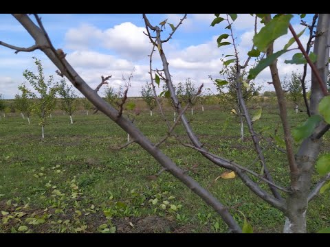 Видео: Обрезка сливы.  Укорачивание однолетних приростов, результат. Как возвращать урожай к центру кроны.