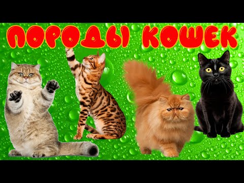 Видео: Породы кошек. Развивающее видео для детей о кошках