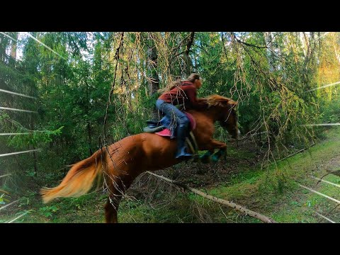 Видео: ПРЫГАЕМ в ЛЕСУ верхом! Через лесные препятствия 🍃