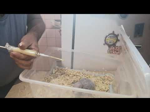 Видео: как кормить птенцов шприцом с трубкой