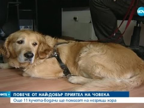 Видео: Още 11 кучета-водачи ще помагат на незрящи хора - Новините на Нова (18.06.2015г.)