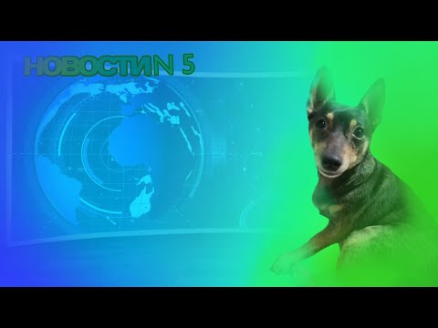 Видео: Новости с Бусей | 5 выпуск
