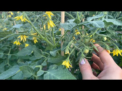 Видео: Самая первая и очень ВАЖНАЯ ПОДКОРМКА ТОМАТОВ!