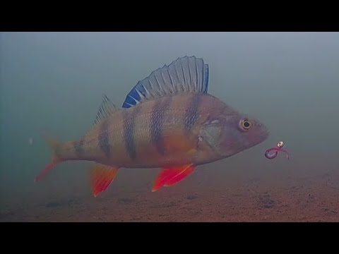 Видео: Не ожидал что в этом озере обитают такие крупные окуня🐬🎣.Зимняя рыбалка 2021-2022г