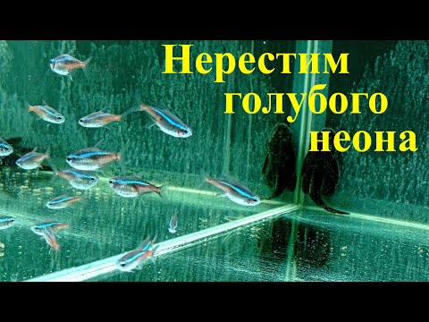 Видео: Разведение неонов ГОЛУБОЙ неон Популярная аквариумная рыбка