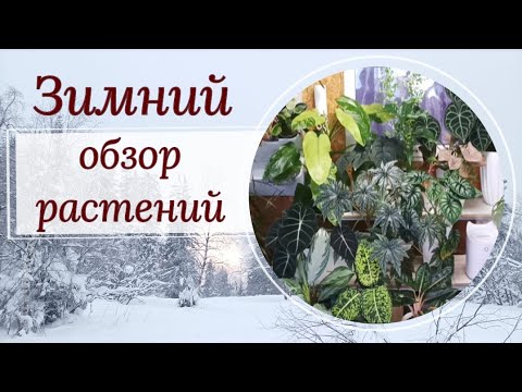 Видео: Зимний обзор по вашим просьбам!